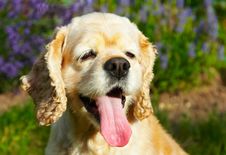 Cocker Spaniel Smiling Royalty Free Stock Photography Cocker Spaniel Smiling Royalty Free Stock Photography
