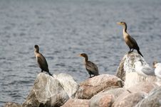 3 Cormorants Stock Image 3 Cormorants Stock Image