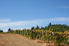 Foggy Vineyard In Autumn Stock Photo Foggy Vineyard In Autumn Stock Photo