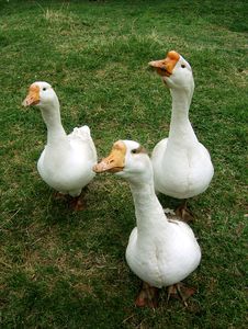 3 White Geese Royalty Free Stock Photos