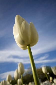 The White Tulip Royalty Free Stock Photography The White Tulip Royalty Free Stock Photography
