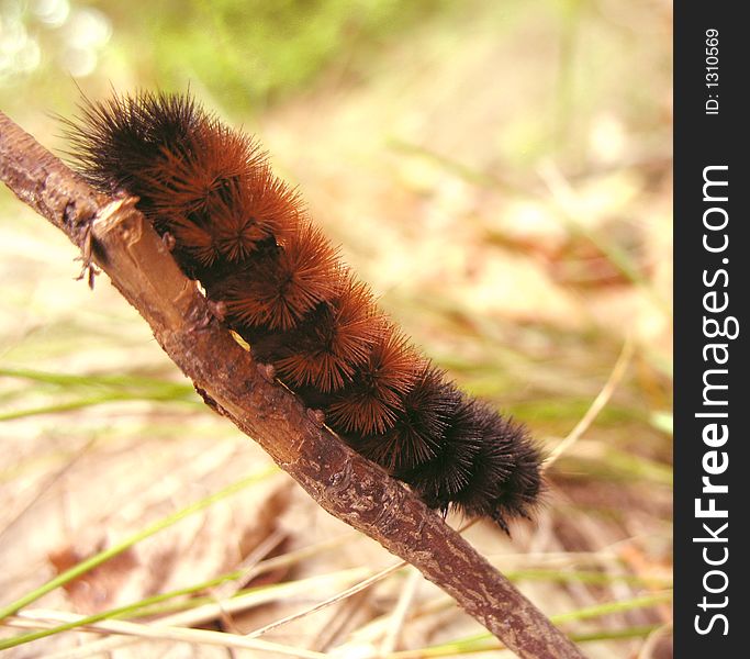 Orange And Black Caterpillar