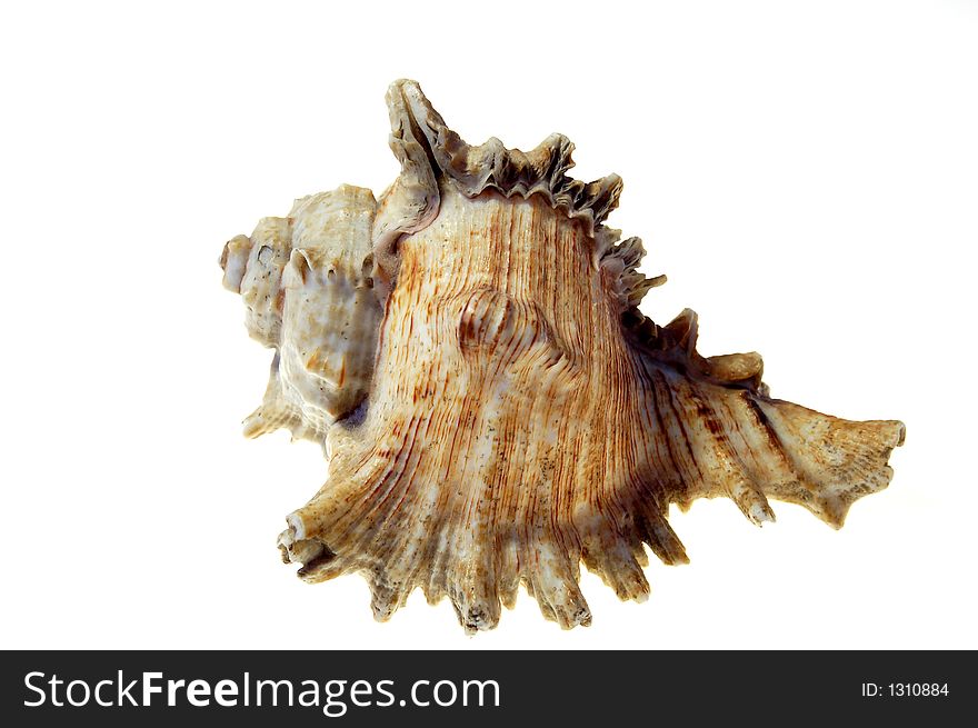 Seashell on pure white background. Seashell on pure white background