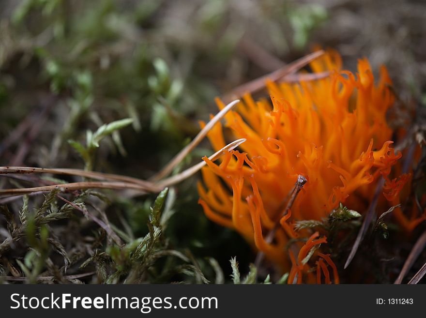 Close up of orange coral fungus