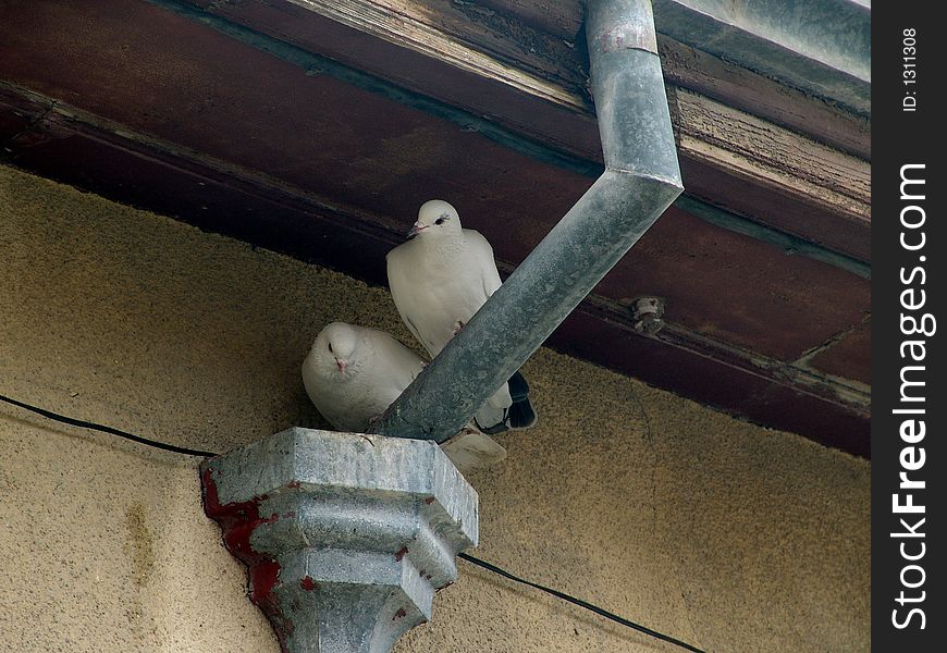 Pair white pigeons having nestled to each other sit under a slope of an old roof, an old house. It very touchingly also symbolizes love. Pair white pigeons having nestled to each other sit under a slope of an old roof, an old house. It very touchingly also symbolizes love.