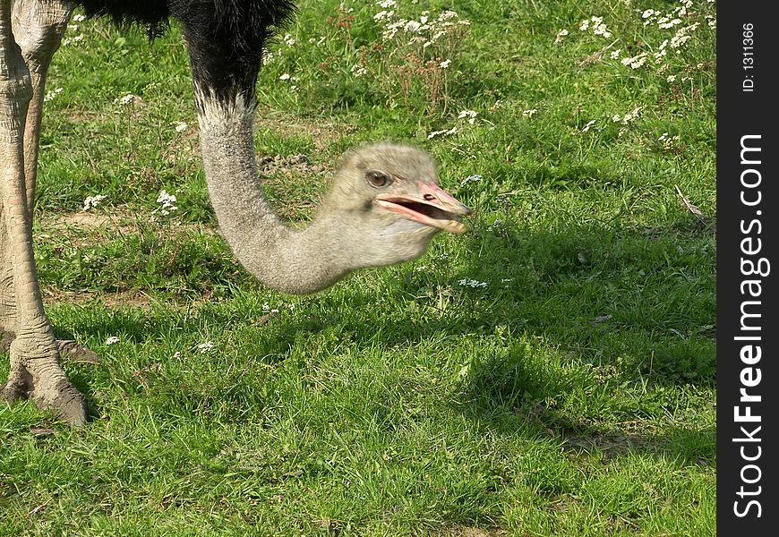 Adult ostrich on the ground, blurred head