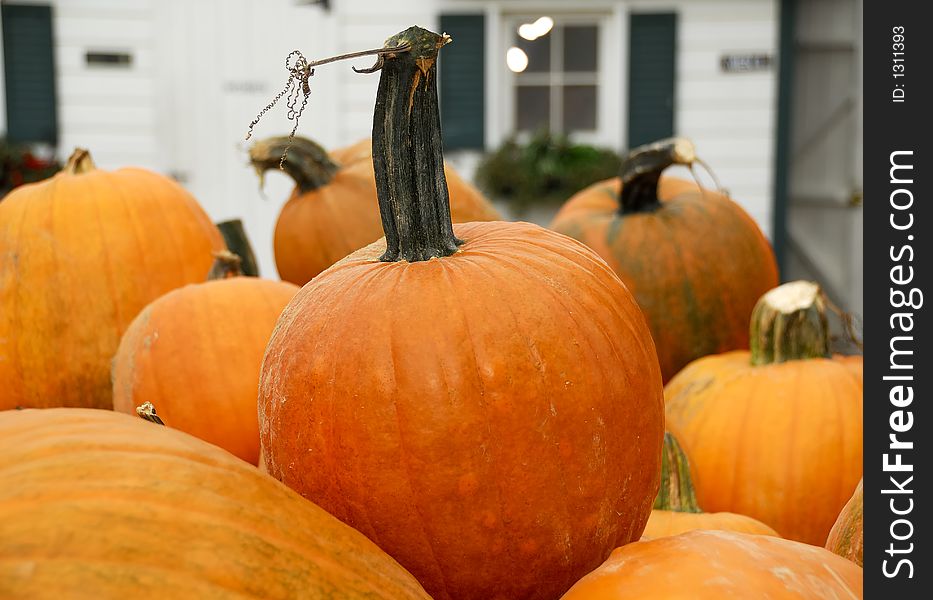 Photo of Pumpkin Stand / Farm