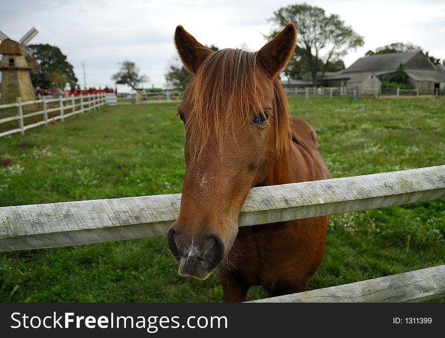 Photo of a Horse on a Ranch