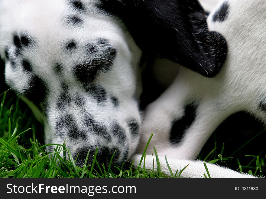 Young Sleeping Dalmatian Dog