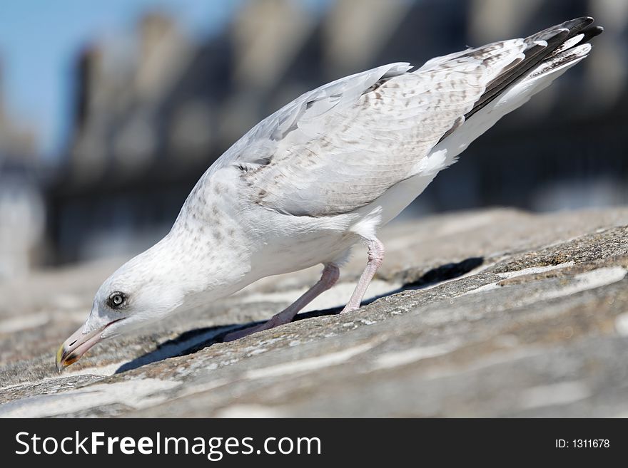 Seagull on a stone wall leaning down tracing some food