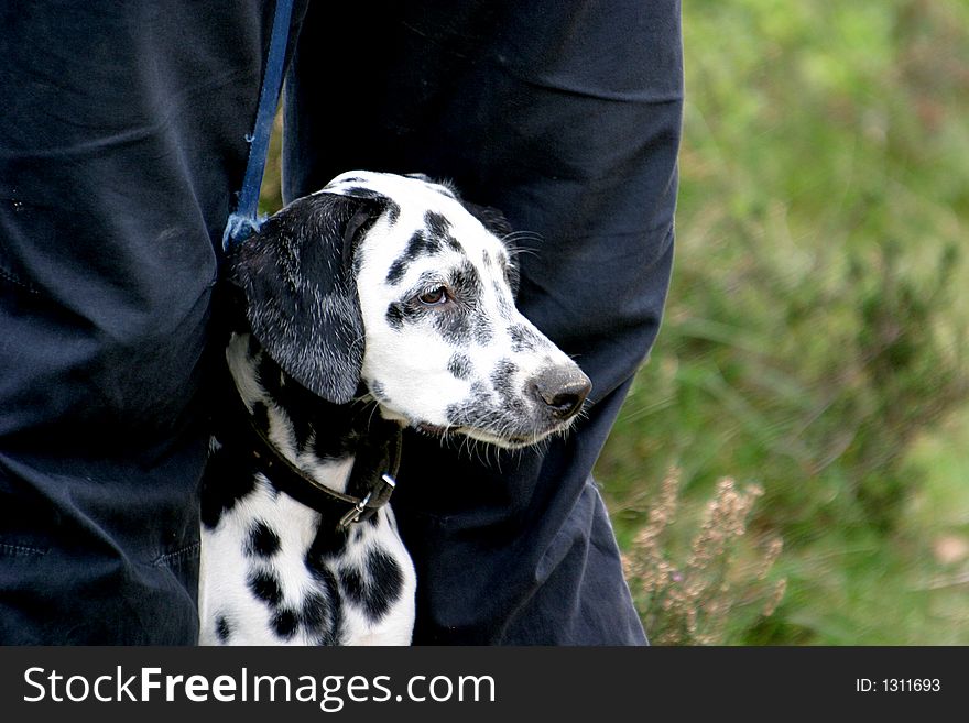 Dalmatian Dog Between Legs