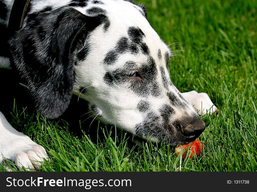 Dalmatian dog and strawberry