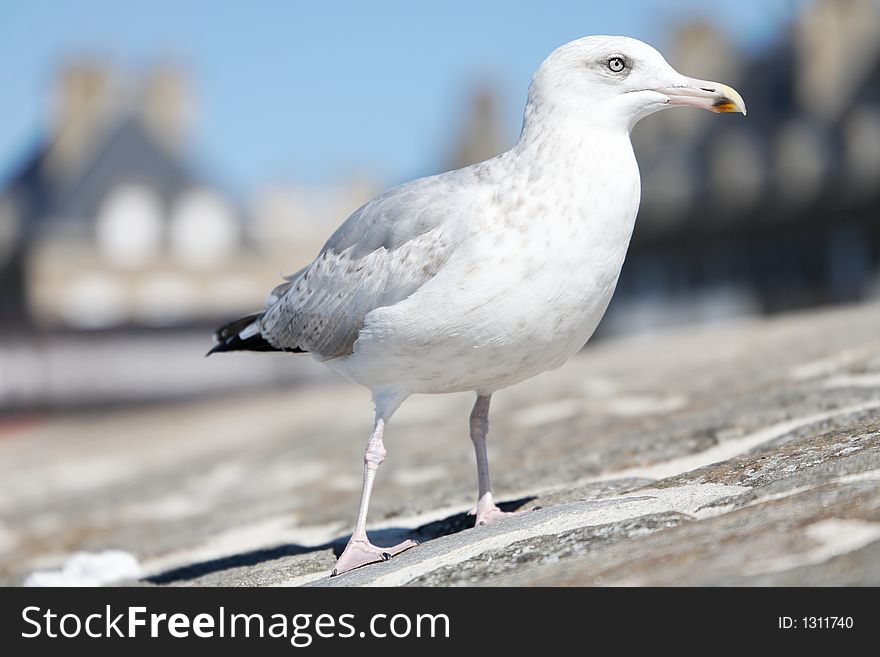 Seagull on a stone wall