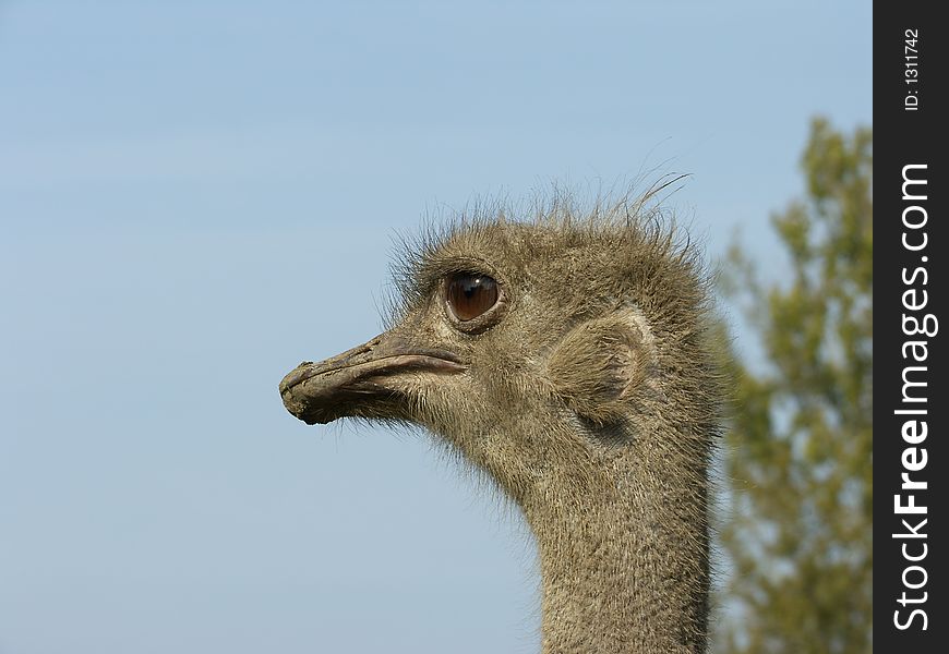 Young ostrich portrait on the blue sky. Young ostrich portrait on the blue sky
