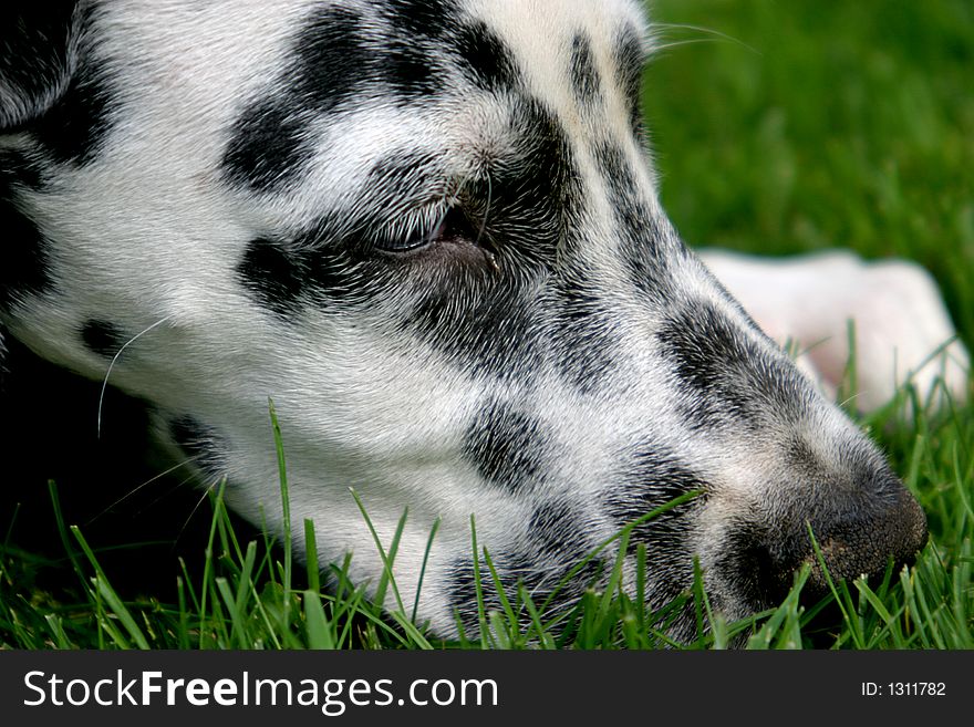 Head Of A Lying Dalmatian Dog
