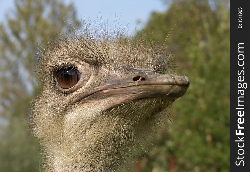 Young ostrich portrait and trees. Young ostrich portrait and trees