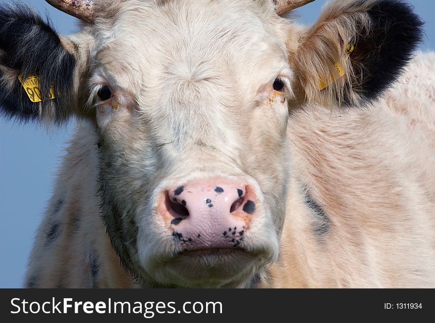 Close-up of a cow