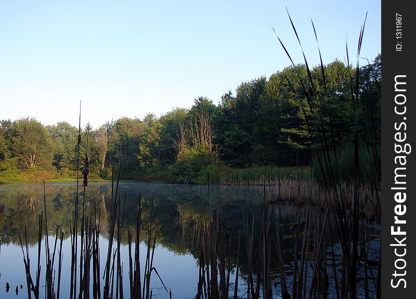 A pond with still water in the summer as seen between tall grass and cat tails. A pond with still water in the summer as seen between tall grass and cat tails.