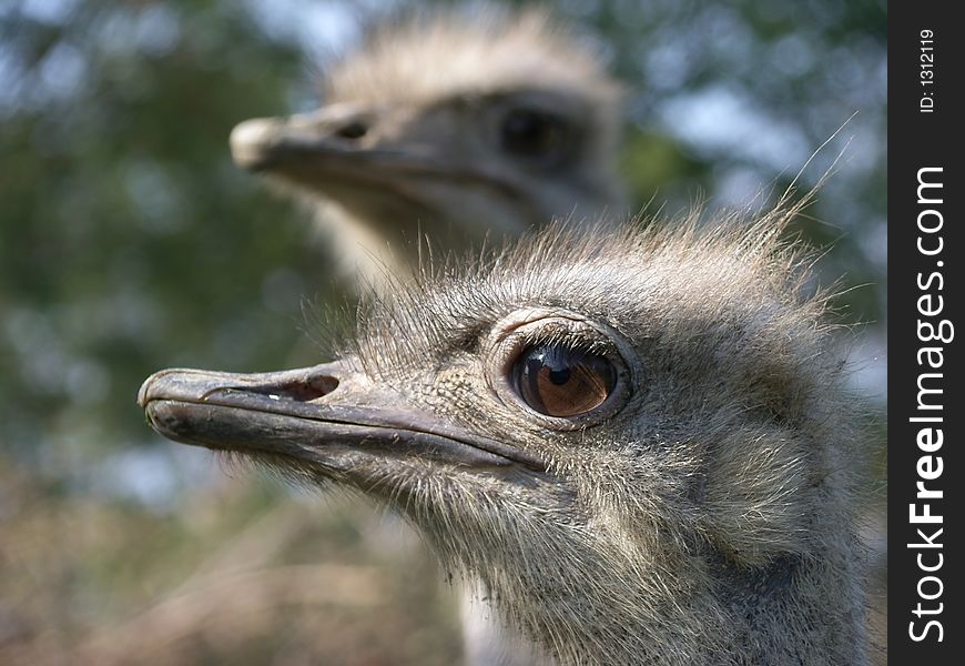 Two young ostriches portrait and trees. Two young ostriches portrait and trees