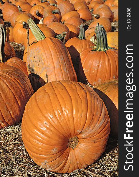 Pumpkin harvest for fall