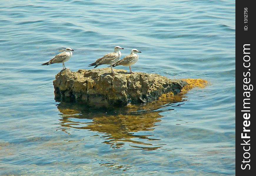 Three seagulls on the stone