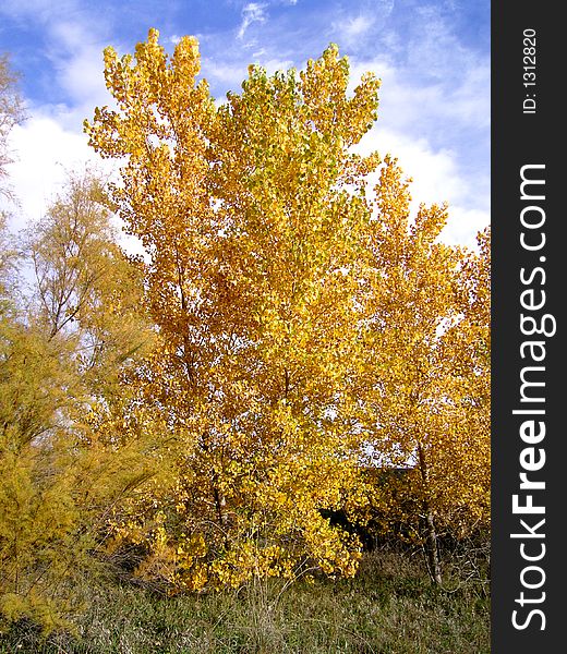 Attractive trees showing bright fall colors. Attractive trees showing bright fall colors