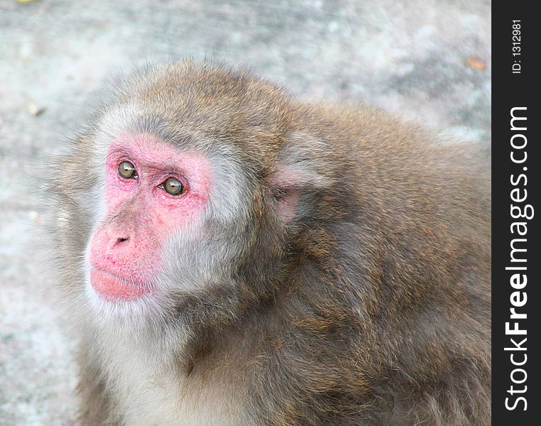 Portrait of a japanese macaque. Portrait of a japanese macaque