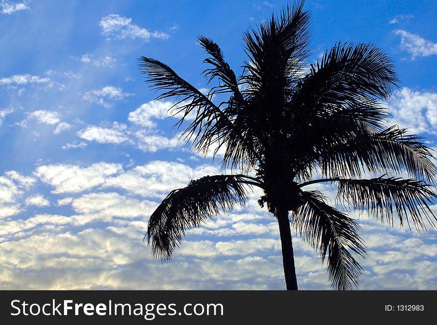 Coconut Palm reaches towards the sky. Coconut Palm reaches towards the sky