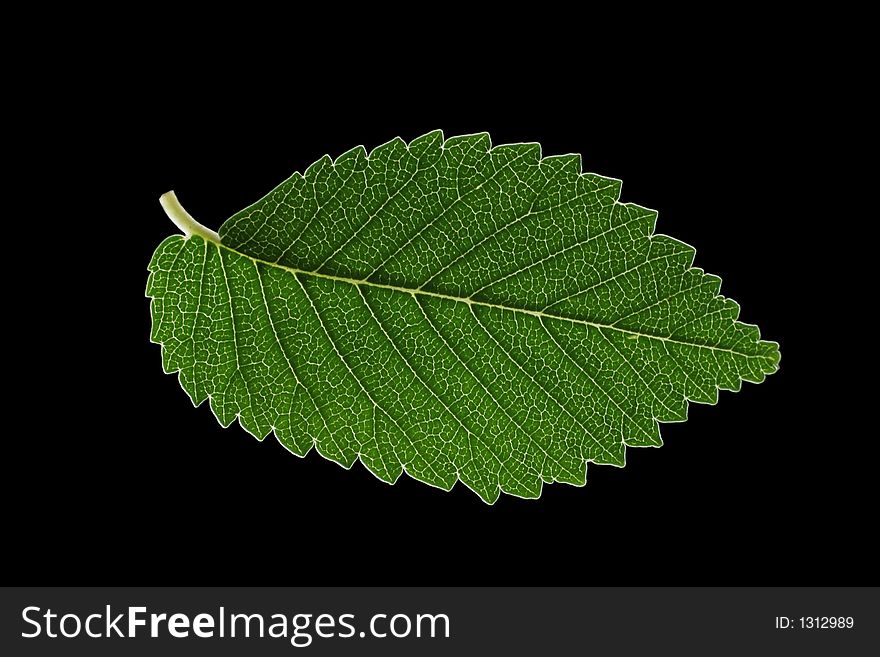 Beautiful green leaves with veins visible. Beautiful green leaves with veins visible