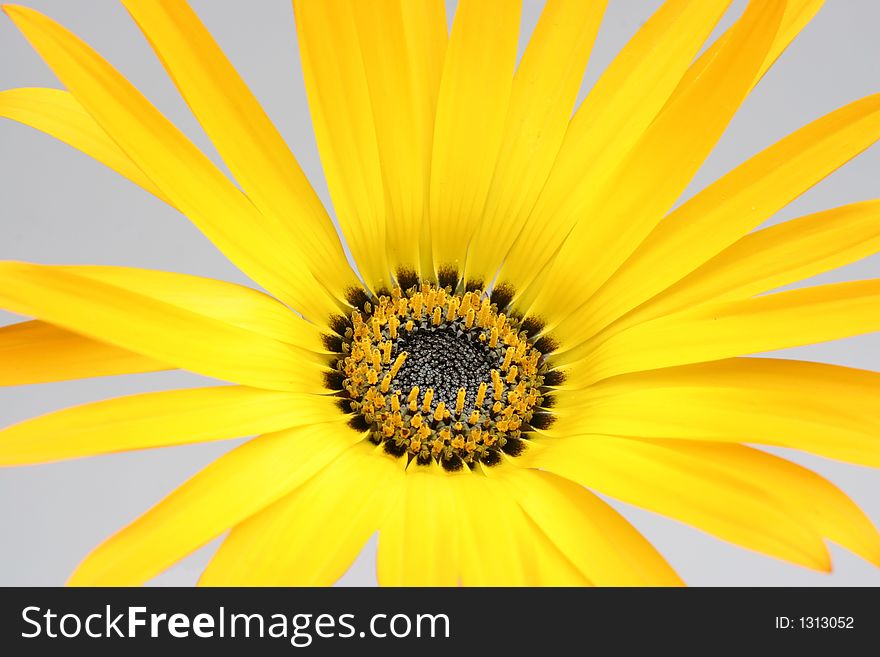 Closeup photo of a beautiful yellow flower. Closeup photo of a beautiful yellow flower