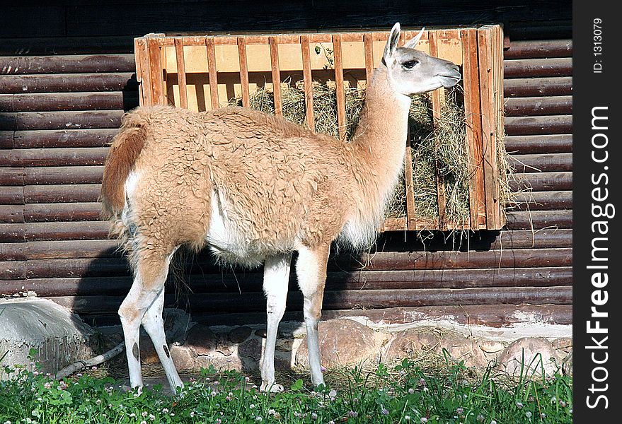 Portrait of a guanaco at lunch. Portrait of a guanaco at lunch