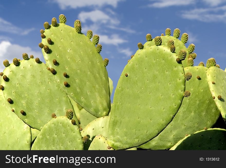 Cactus and sky in Efes (Turkey)