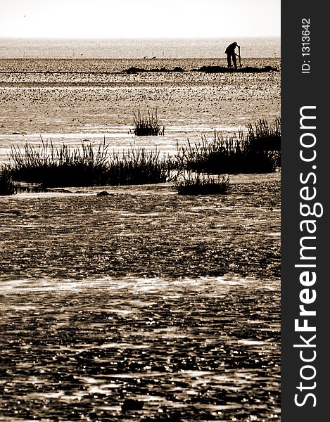 Bait digger at low tide.