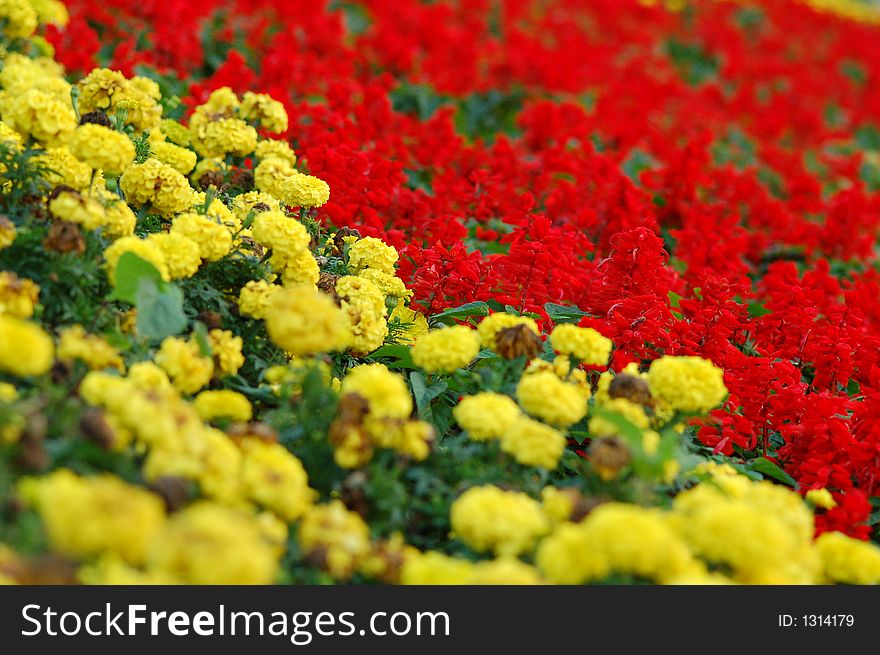 Detail form a city garden center. Yellow and Red flowers in a composition. Detail form a city garden center. Yellow and Red flowers in a composition