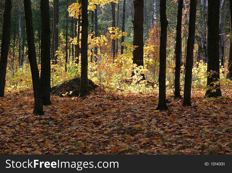 Autumn woods with contrasing light patterns