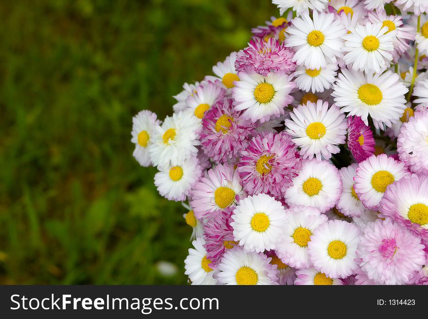 Bouquet of daisies on a background of a grass.