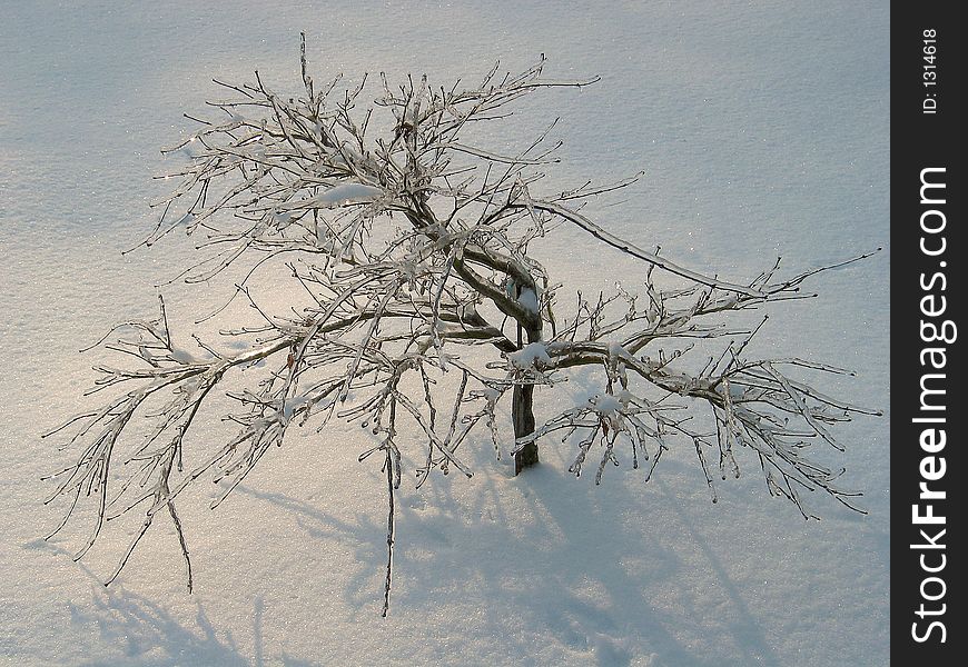 Small tree froze in an ice storm. Small tree froze in an ice storm.