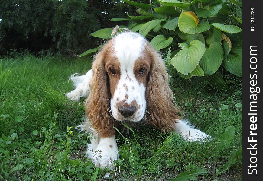 Dog is lying in garden. Dog is lying in garden