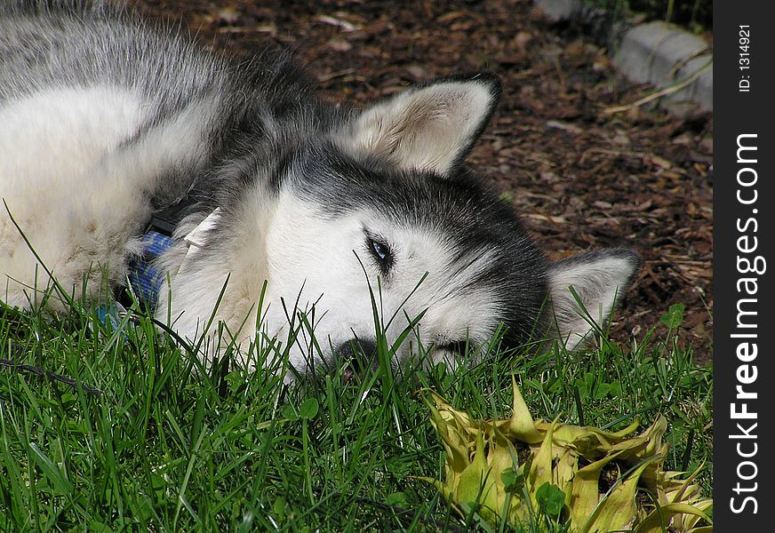 Husky sleeping in the grass