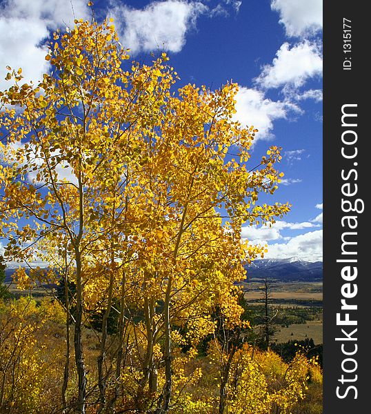 Yellow Aspen trees in autumn