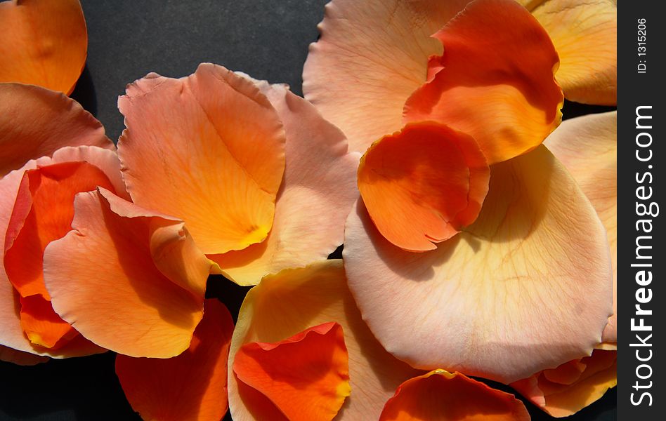 Colorful rose petals close-up