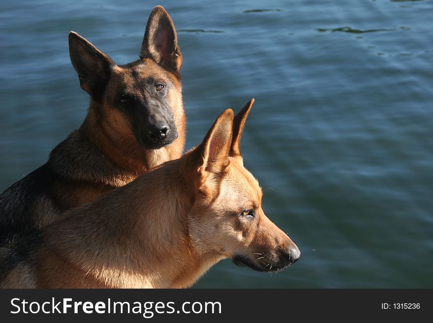 Two dogs waiting by a lake in Canada