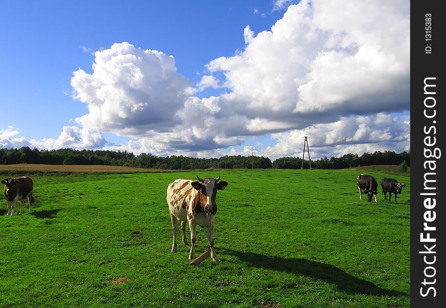 Cows in a field with clouds :)