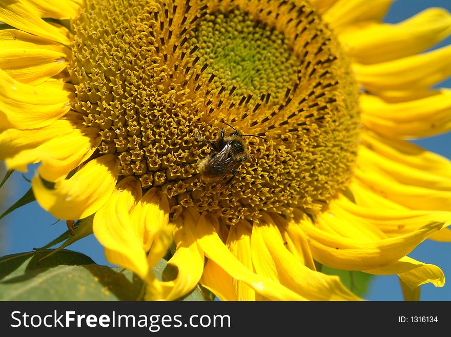 Honey-bee on the big sun-flower