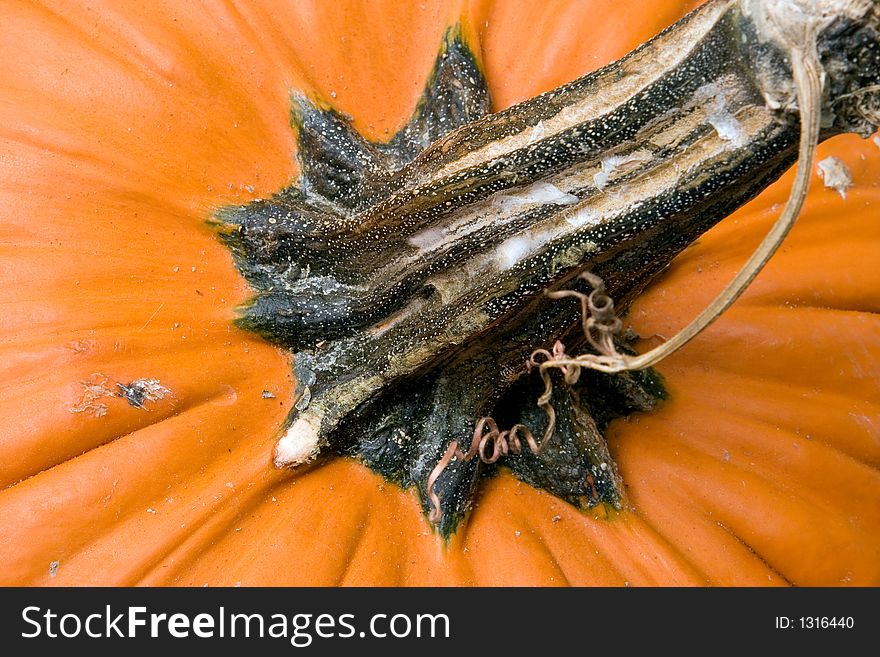 Closeup view of pumpkin stem showing textures.