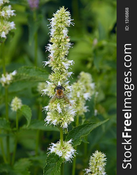 Bumblebee Collecting Nectar