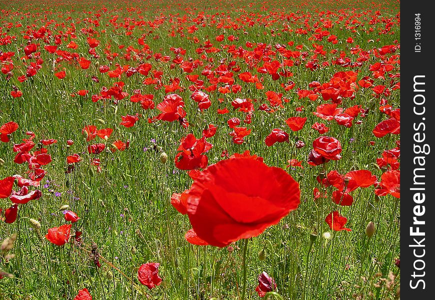 A field poppy with multitude of flowers. A field poppy with multitude of flowers