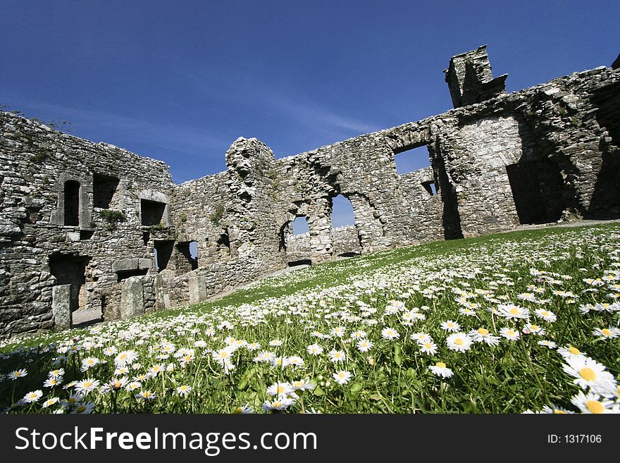 Lots of daisy in a meadow in the middle of a ruin. Lots of daisy in a meadow in the middle of a ruin