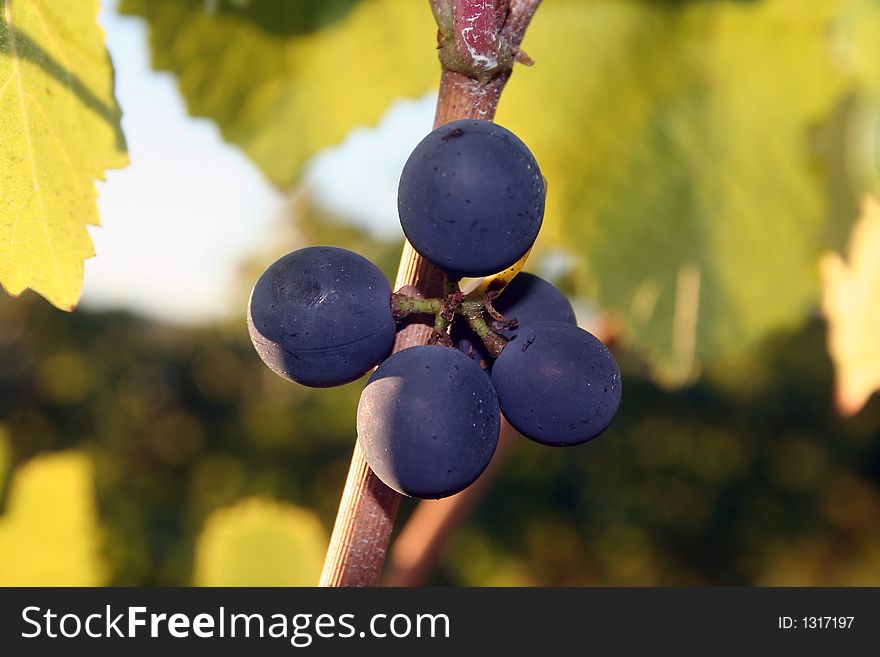 Small cluster of pinot noir grapes next to a leaf. Small cluster of pinot noir grapes next to a leaf