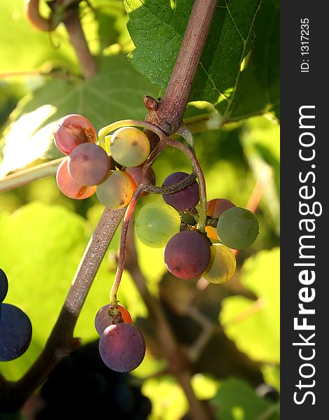 Multi-colored, stunted grape cluster. Multi-colored, stunted grape cluster